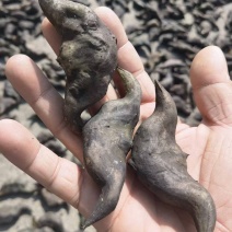 湖北一手货源菱角新鲜上市价格美丽质量好走货快欢迎询价