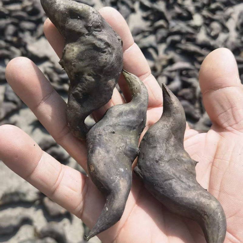 湖北一手货源菱角新鲜上市价格美丽质量好走货快欢迎询价