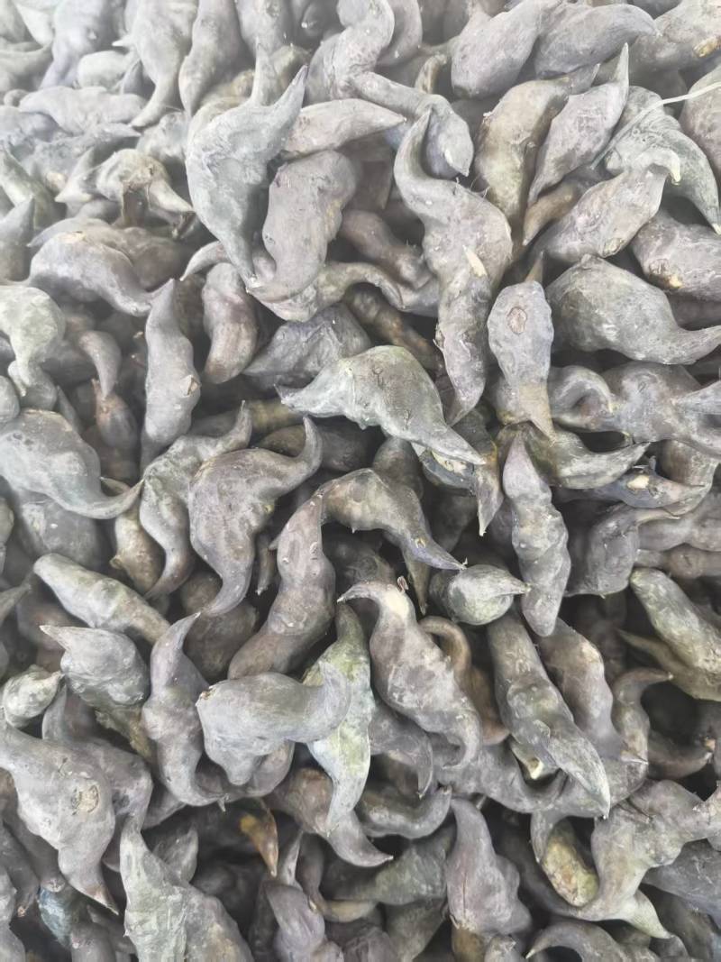 湖北一手货源菱角新鲜上市价格美丽质量好走货快欢迎询价
