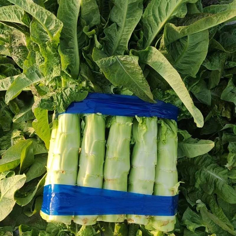 山东临沂郯城青皮莴笋不糠心水分足净菜杆子半叶全叶都有打