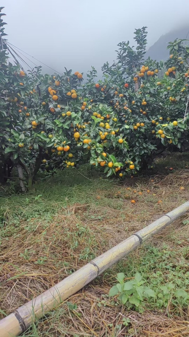 金秋砂糖橘