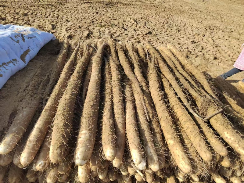 精品榆林白玉山药货源充足/产地直发/量大从优质量保证