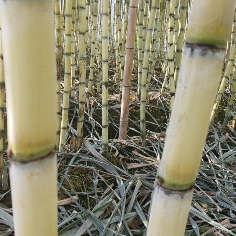 四川黄皮甘蔗大量上市产地直发量大从优欢迎来电咨询