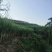 四川黄皮甘蔗大量上市产地直发量大从优欢迎来电咨询