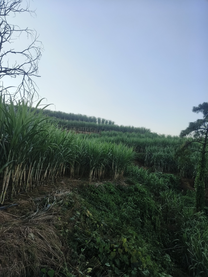 四川黄皮甘蔗大量上市产地直发量大从优欢迎来电咨询