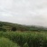 四川黄皮甘蔗大量上市产地直发量大从优欢迎来电咨询