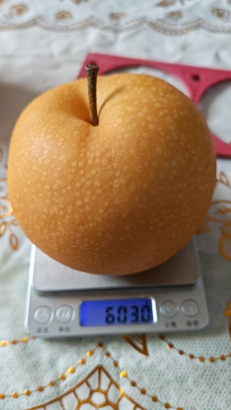 山东莱西市秋月梨