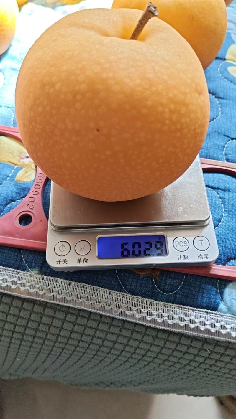山东莱西市秋月梨