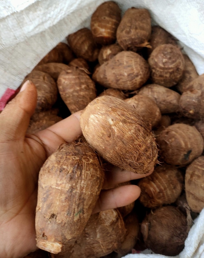 山东毛芋头奶芋头小芋头大芋头批发商采购随时来看
