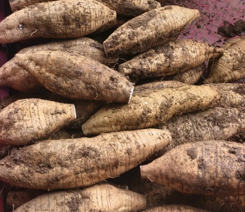无渣粉葛葛香十足，种植基地直供对接批发市场采购