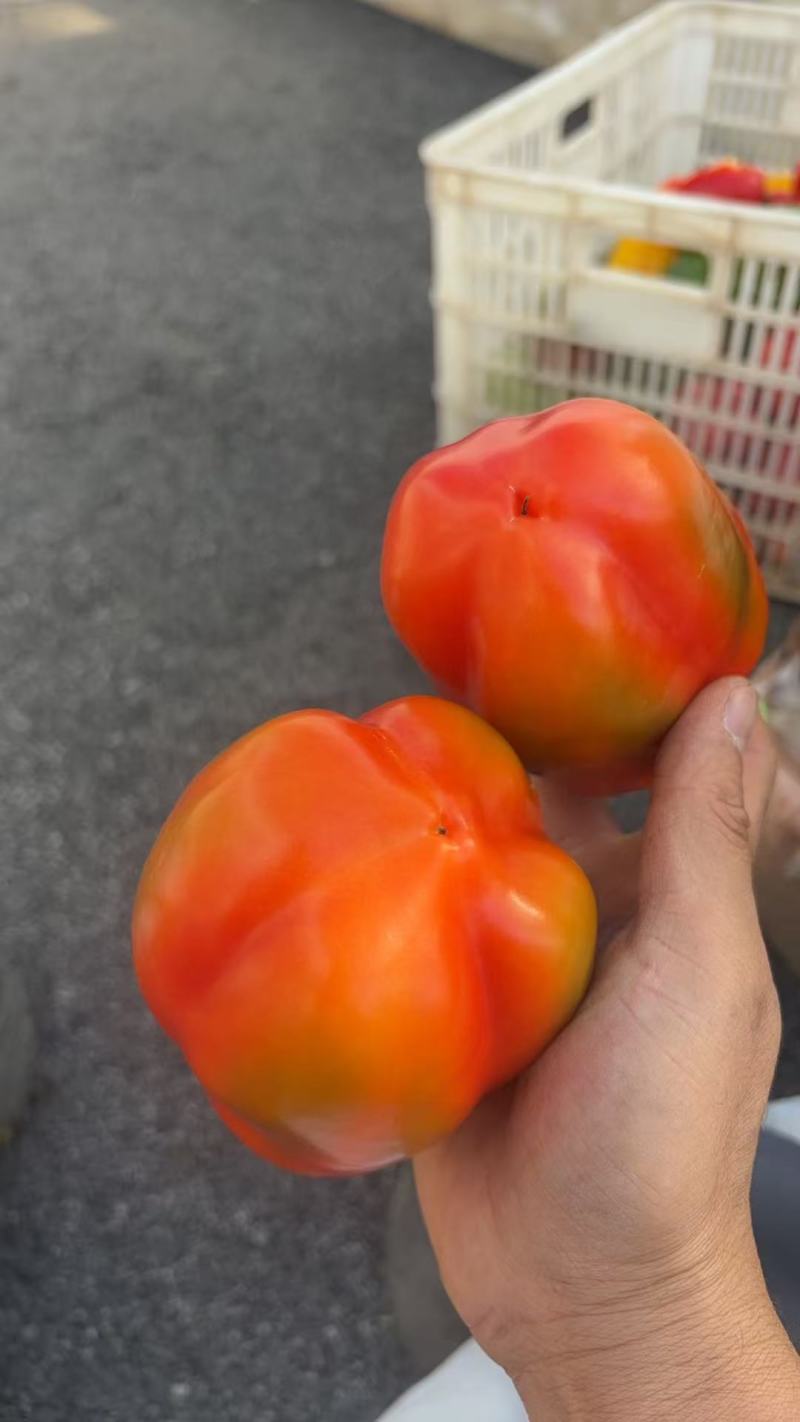 彩椒2000多斤一个价格