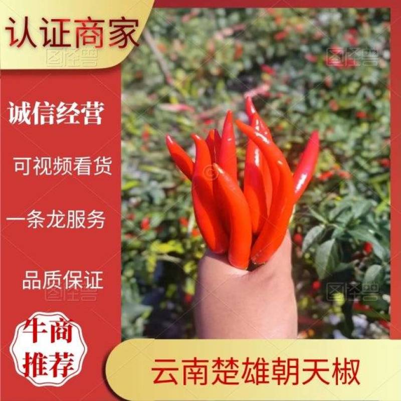 云南朝天椒一手货源基地直发对接超市电商批发商
