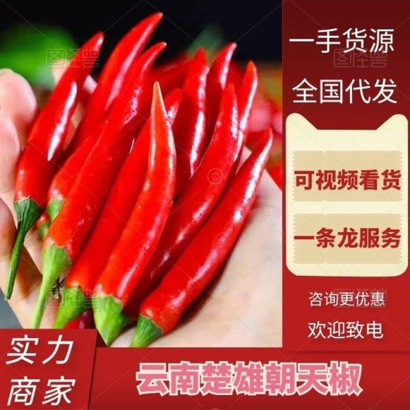 云南辣椒朝天椒产地直发货源充足价格优惠欢迎致电咨