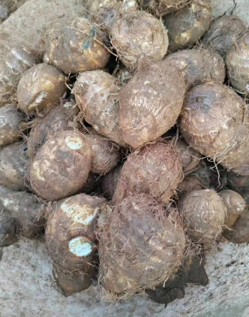 云南毛芋头黑杆毛芋头紫杆毛芋头产地一手货源量大从
