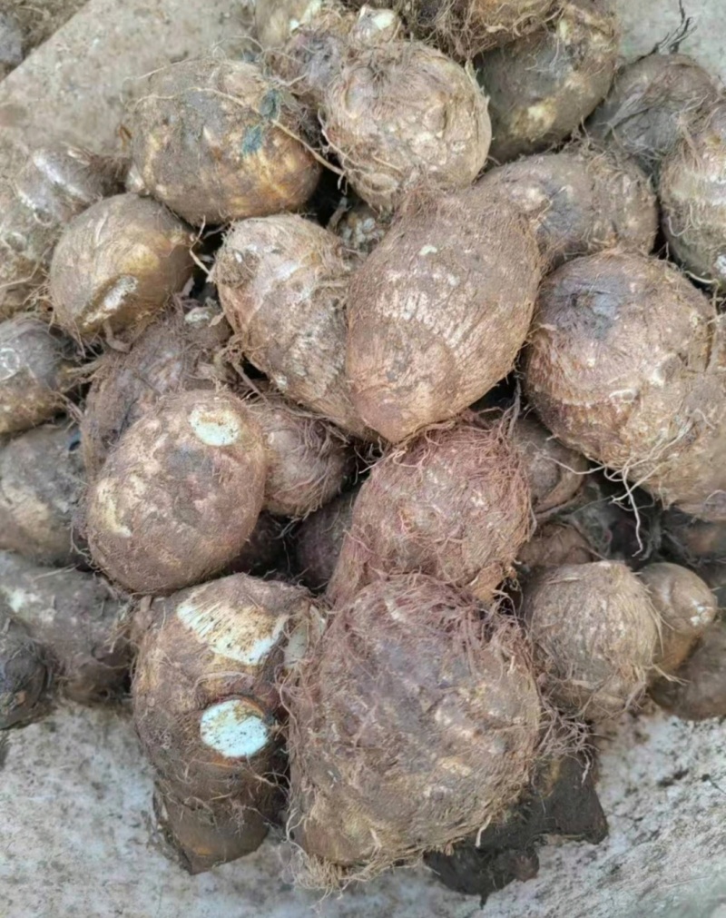 云南毛芋头黑杆毛芋头紫杆毛芋头产地一手货源量大从