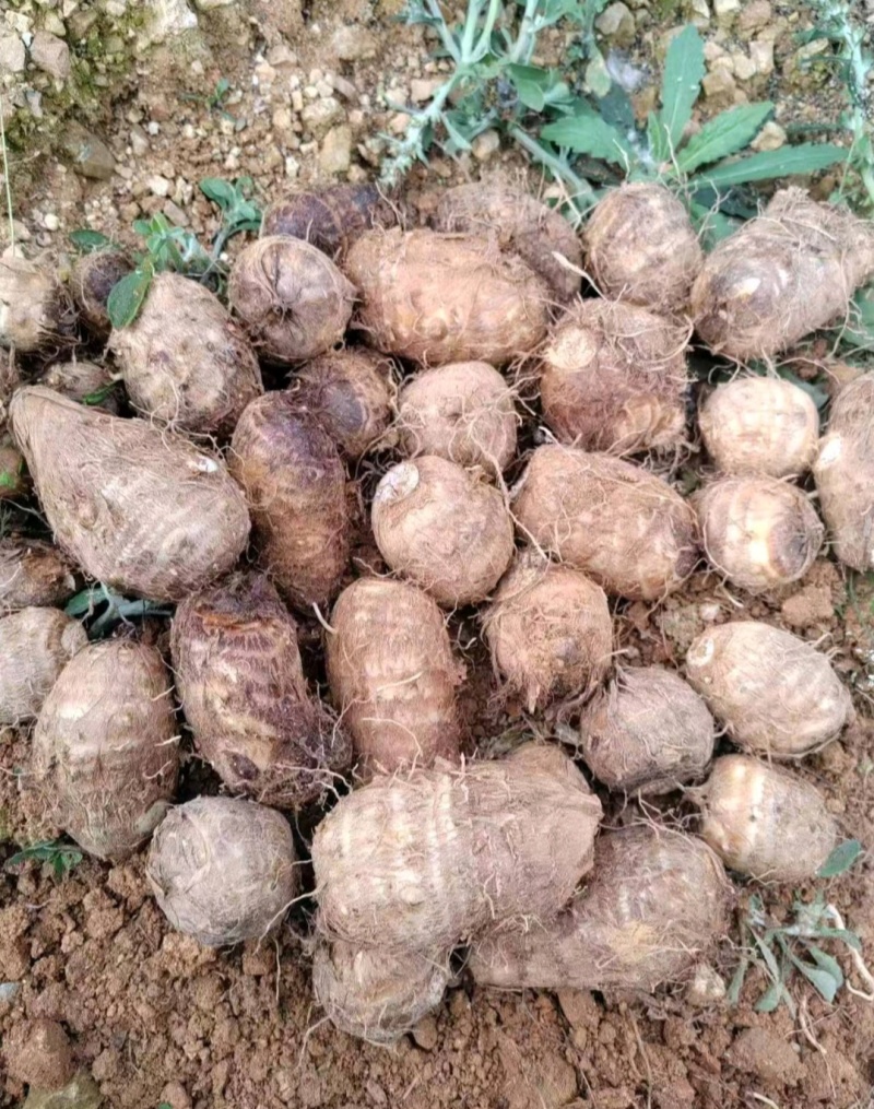 云南毛芋头黑杆毛芋头紫杆毛芋头产地一手货源量大从