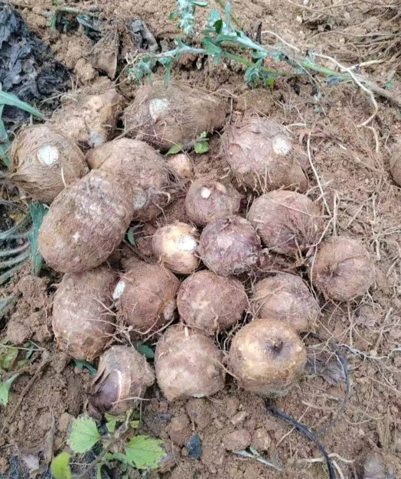 云南毛芋头黑杆毛芋头紫杆毛芋头产地一手货源量大从