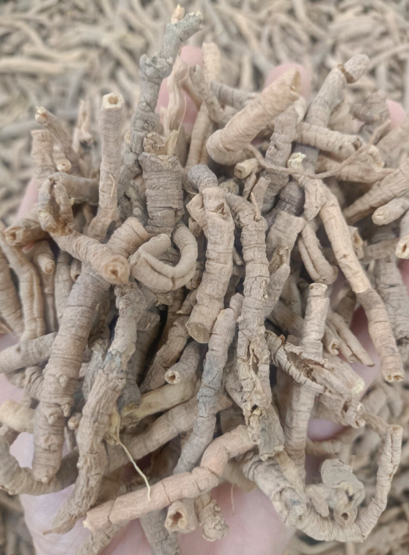 远志选货全抽心，主营各种中药材，生远志制远志远志