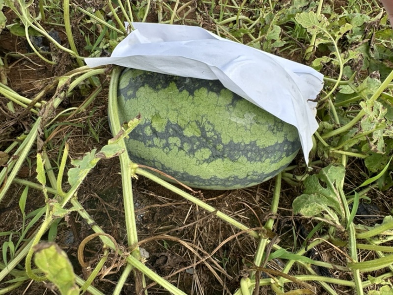 北海甜王西瓜