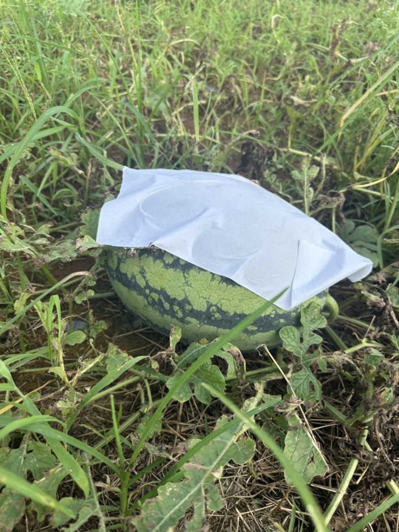 北海甜王西瓜