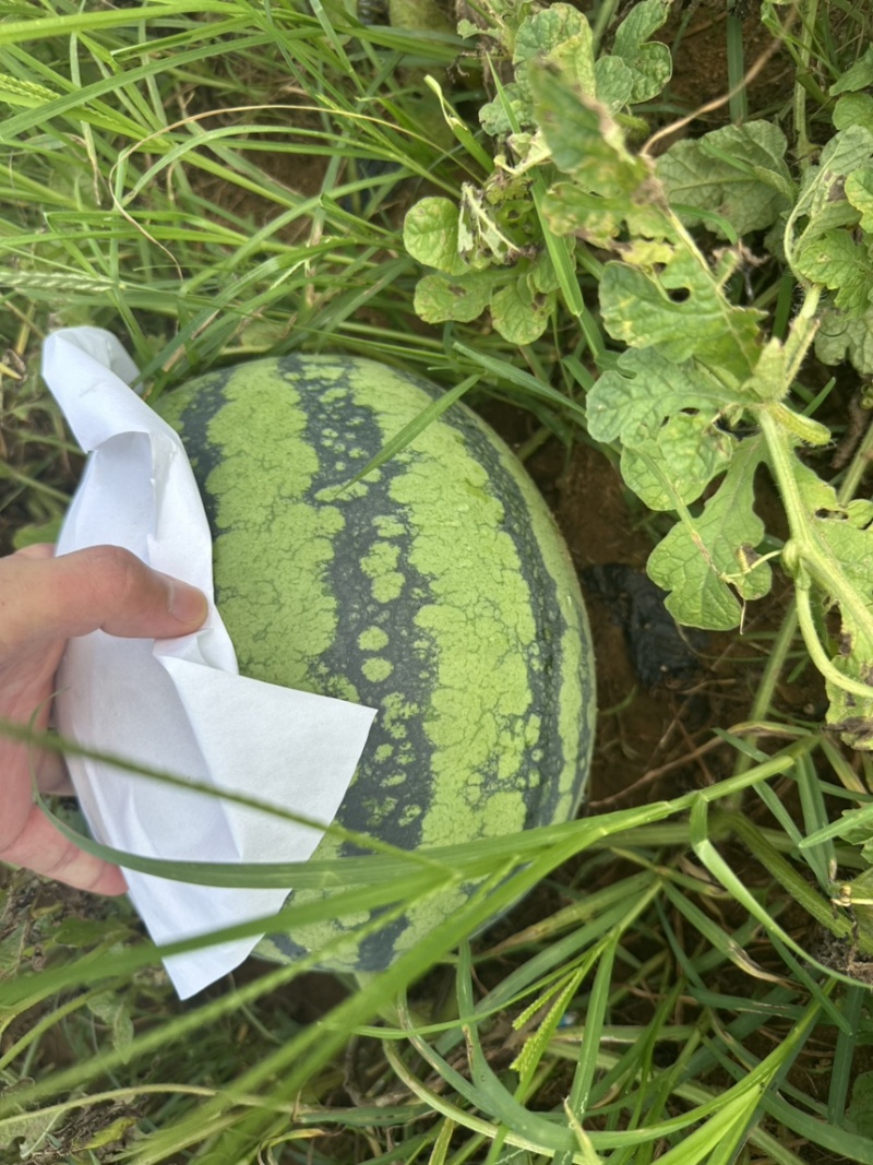 北海甜王西瓜