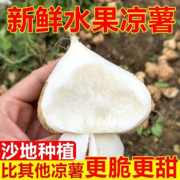 包邮）凉薯地瓜正宗广东湛江沙地现挖无筋低脂农家自种
