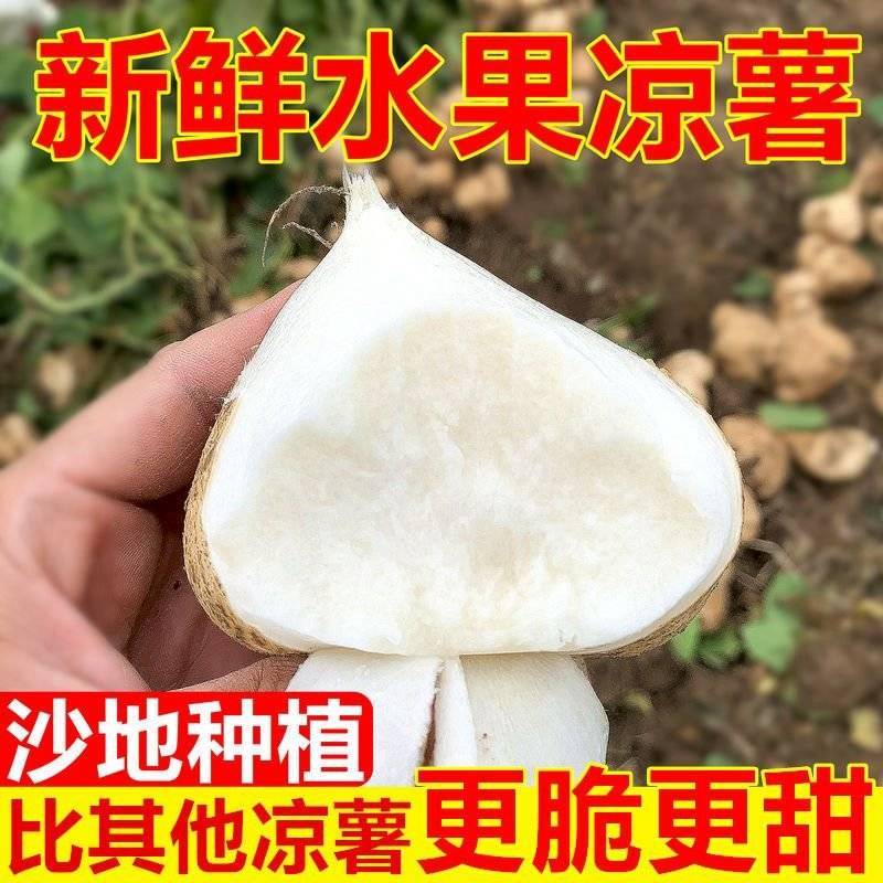 包邮）凉薯地瓜正宗广东湛江沙地现挖无筋低脂农家自种