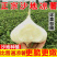 包邮）凉薯地瓜正宗广东湛江沙地现挖无筋低脂农家自种