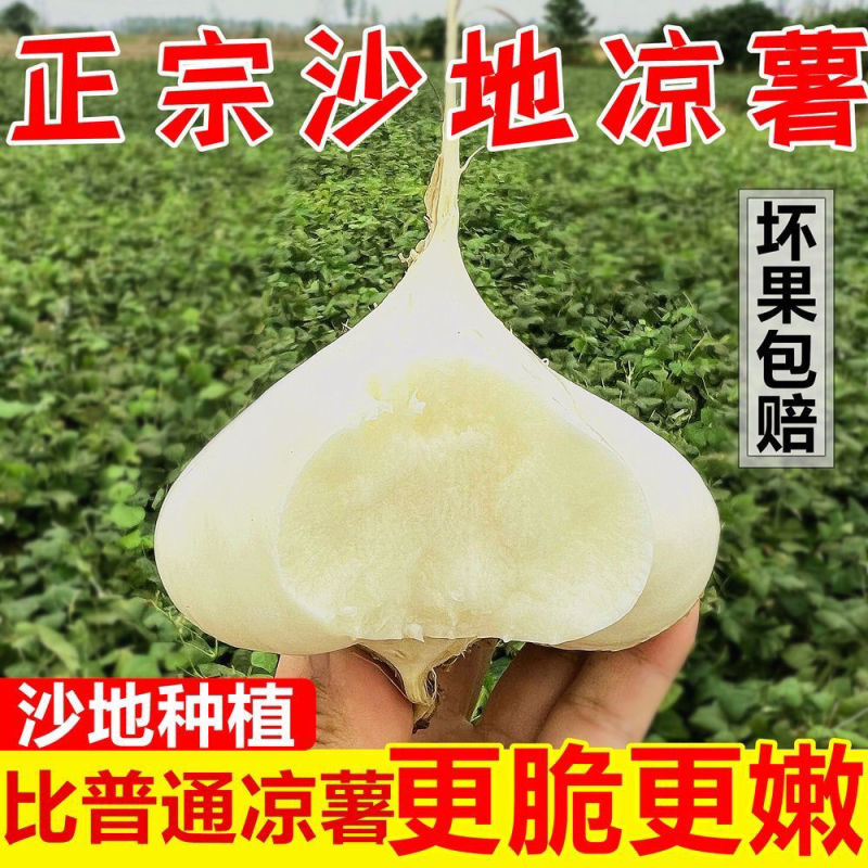 包邮）凉薯地瓜正宗广东湛江沙地现挖无筋低脂农家自种