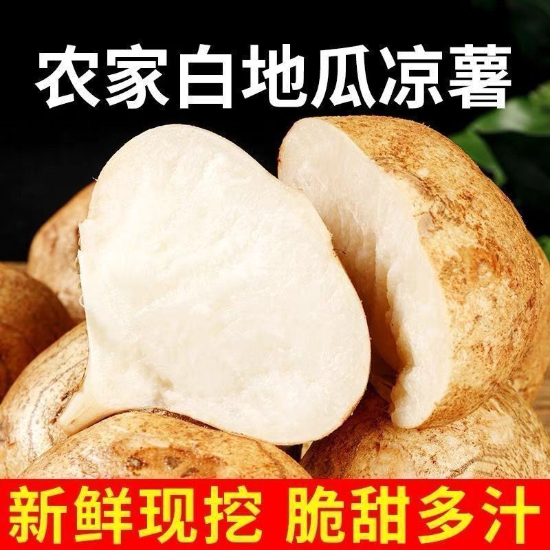 包邮）凉薯地瓜正宗广东湛江沙地现挖无筋低脂农家自种