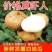 包邮）凉薯地瓜正宗广东湛江沙地现挖无筋低脂农家自种