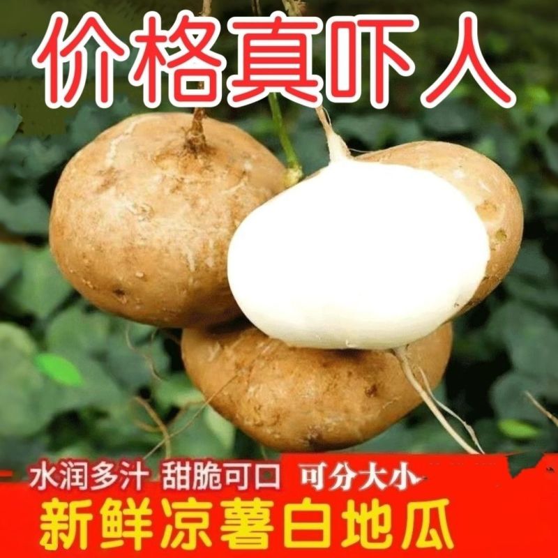 包邮）凉薯地瓜正宗广东湛江沙地现挖无筋低脂农家自种