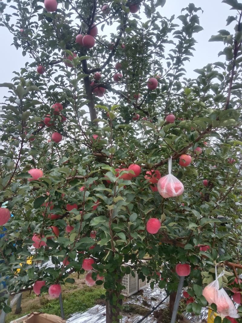 甘肃庆阳红富士