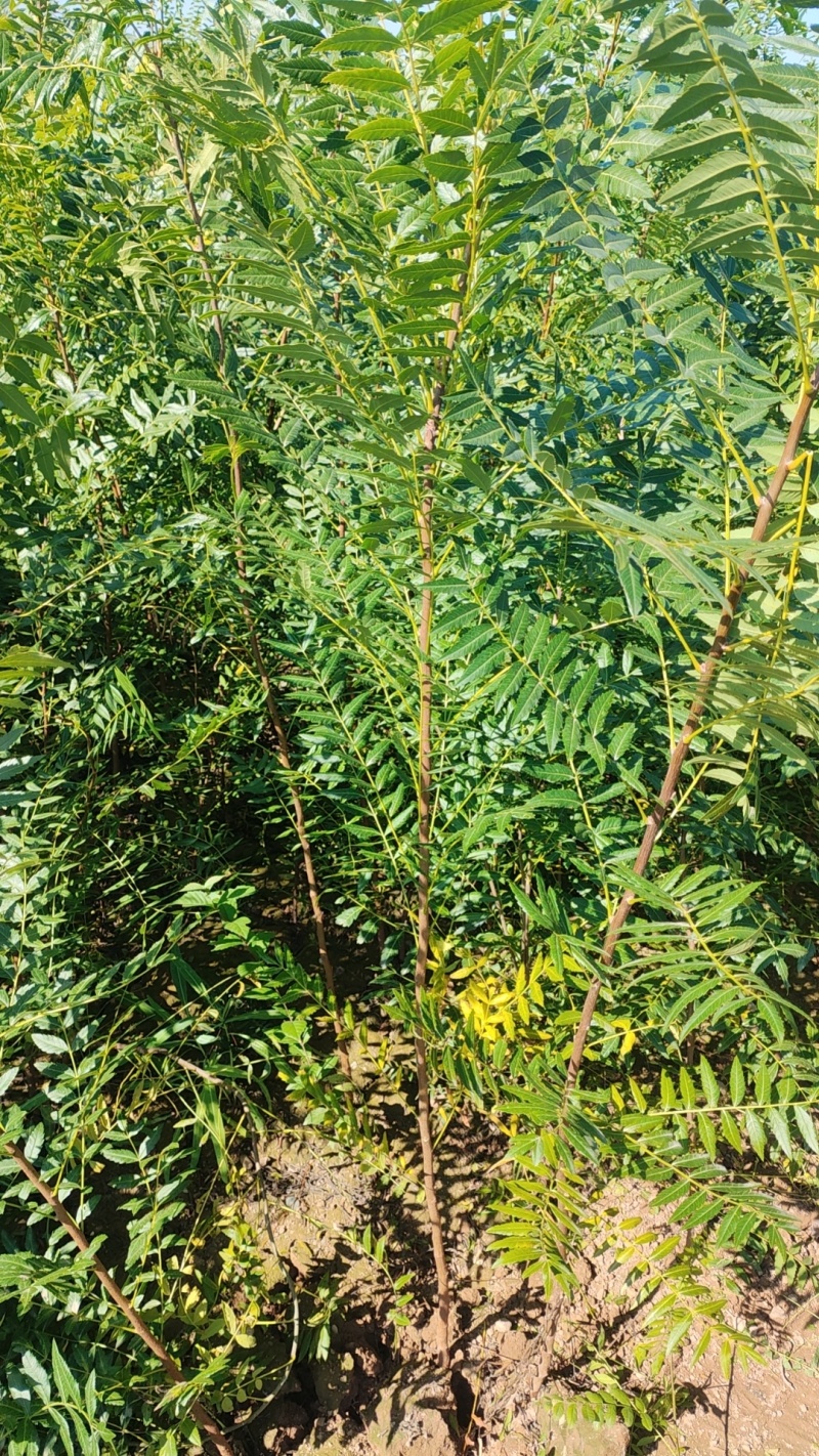 一年生文冠果树苗