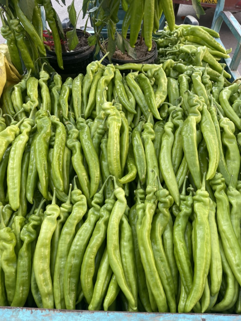 河南辣椒产地头茬青尖椒青黄皮尖椒粗果细果大量供应