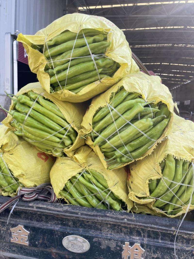河南辣椒产地头茬青尖椒青黄皮尖椒粗果细果大量供应