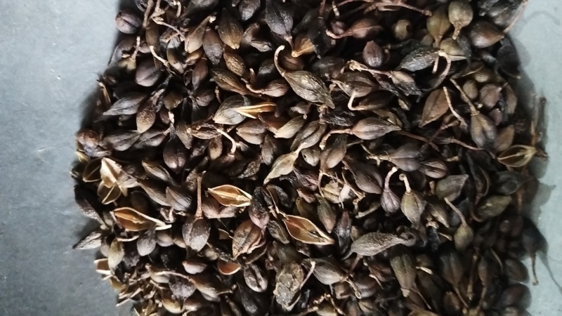 黄精鸡头黄精生黄精制黄精黄精片一公斤起批