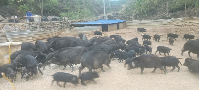 广西藏香猪基地直发货源充足价格优惠可视频看货