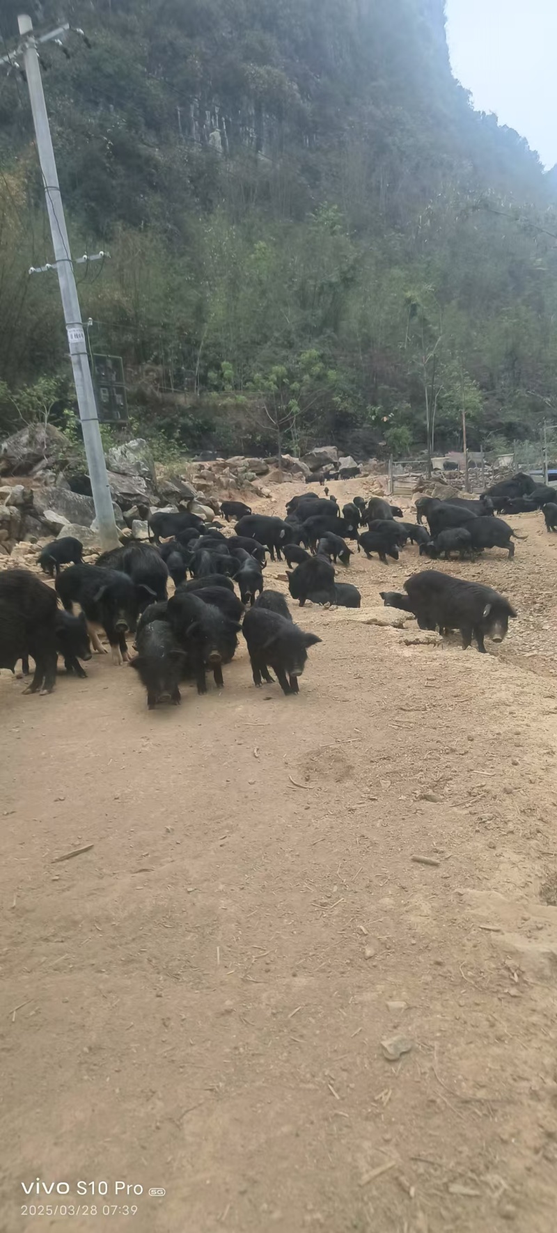 广西藏香猪基地直发货源充足价格优惠可视频看货