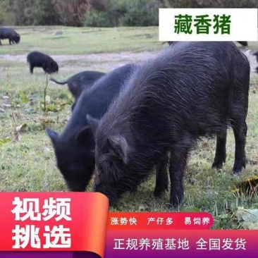 广西藏香猪一手货源可视频看货对接餐饮批发商欢迎致电