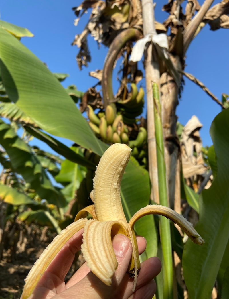香蕉