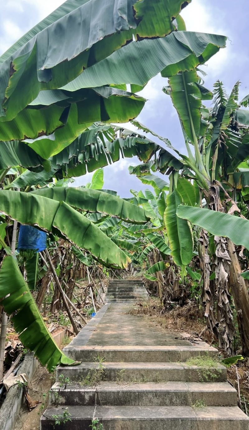 香蕉