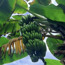 香蕉