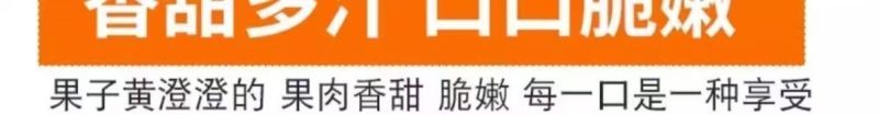 包邮【无核脆甜柿子】冰糖心巧克力柿子无核柿子新鲜水果柿子