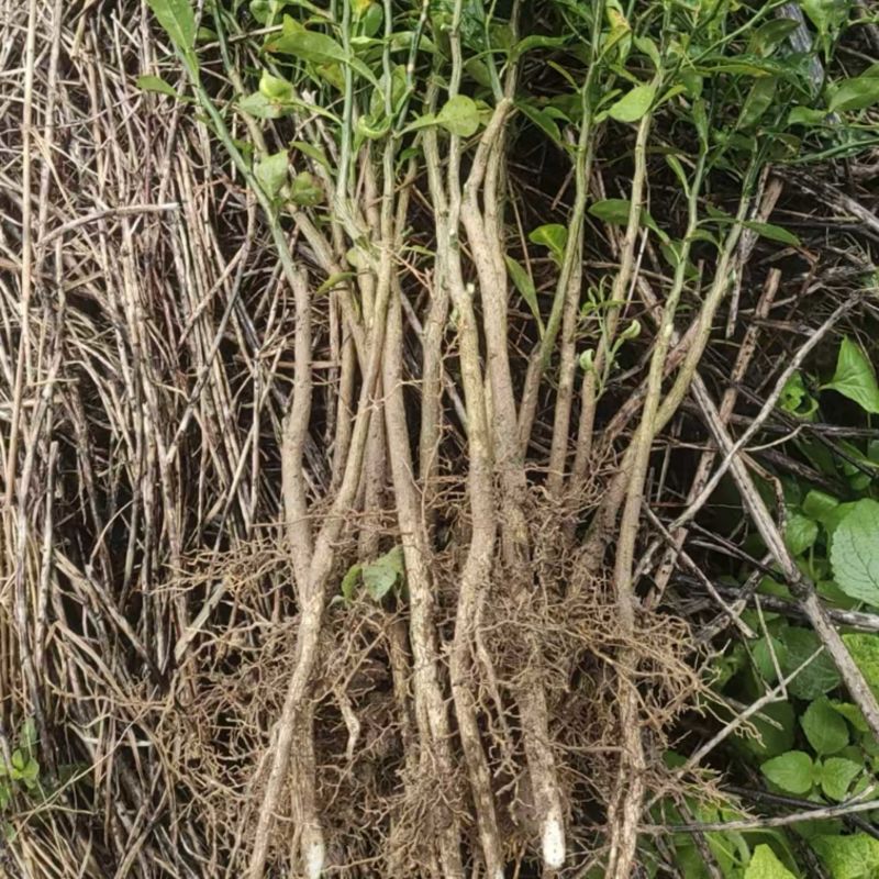 香橙苗小叶软枝成活率高免费提供种植技术可零售可批发