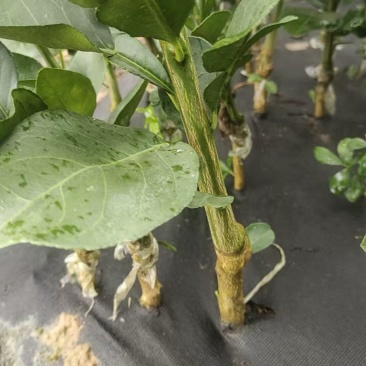 沙田柚苗自家苗圃根系发达成活率高提供种植技术可零售批发