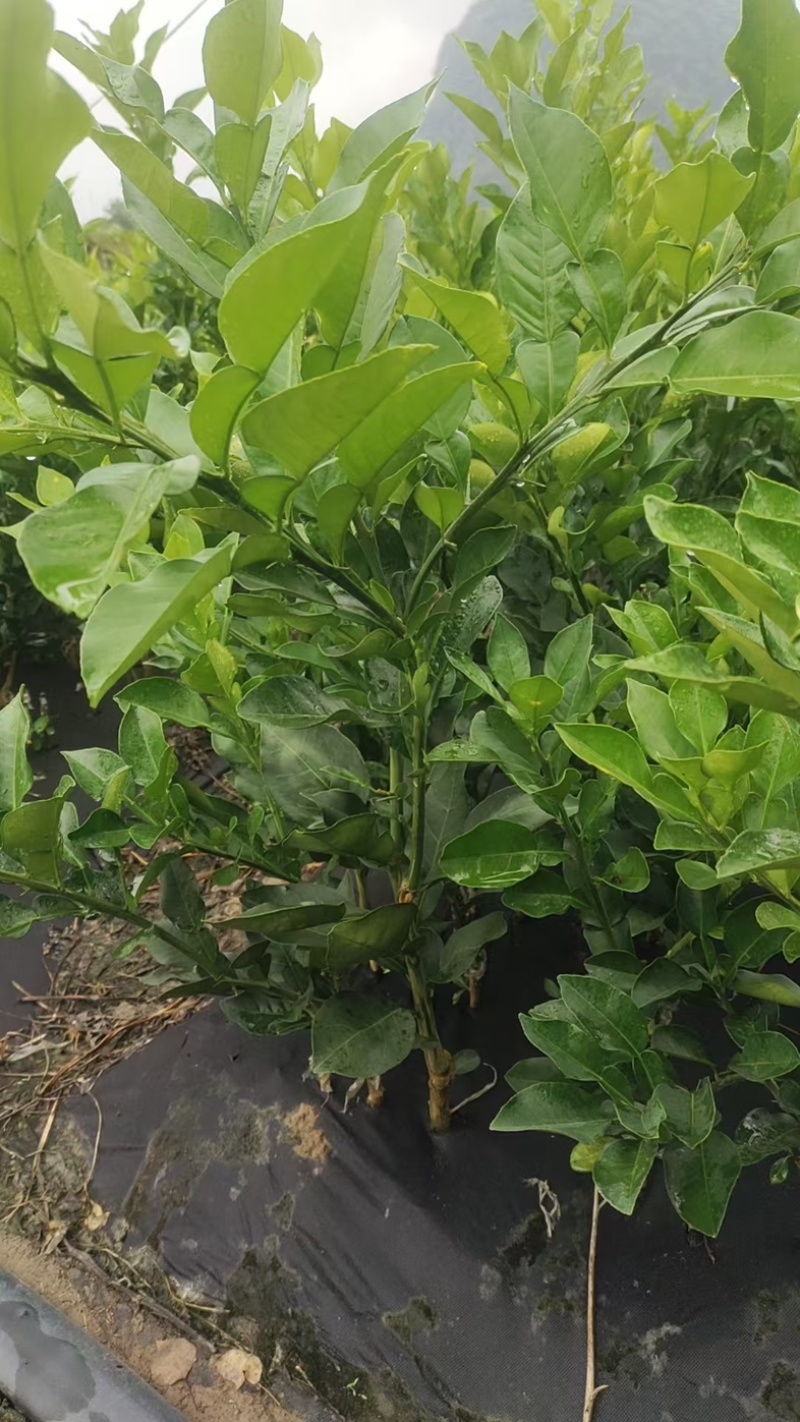 沙田柚苗自家苗圃根系发达成活率高提供种植技术可零售批发