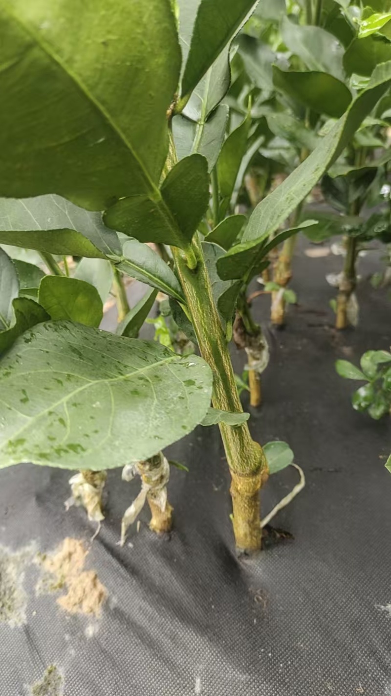 沙田柚苗自家苗圃根系发达成活率高提供种植技术可零售批发