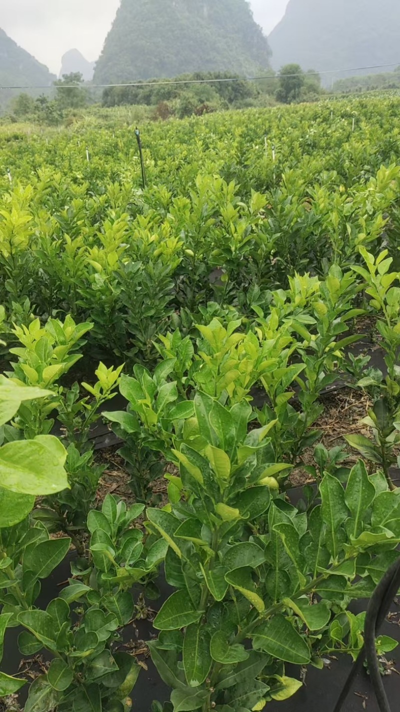 沙田柚苗自家苗圃根系发达成活率高提供种植技术可零售批发