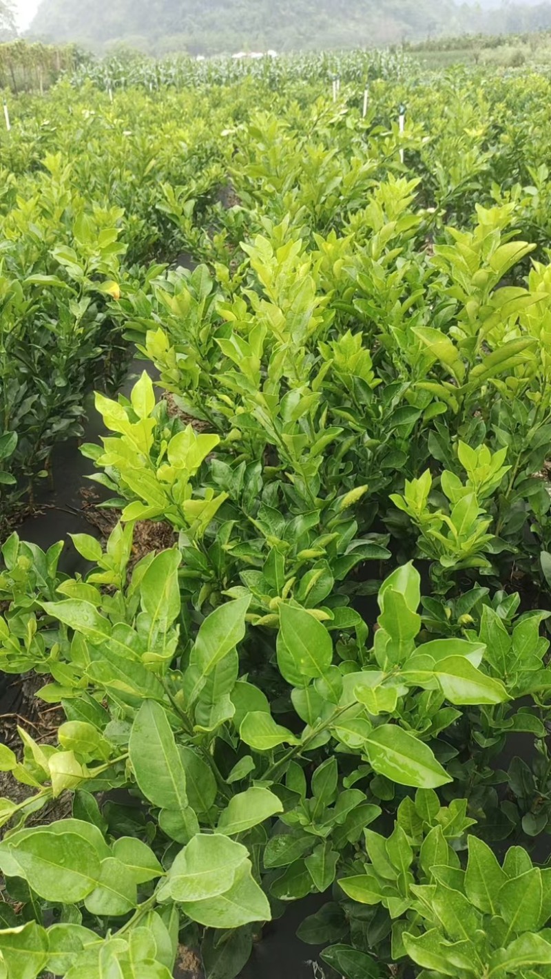 沙田柚苗自家苗圃根系发达成活率高提供种植技术可零售批发